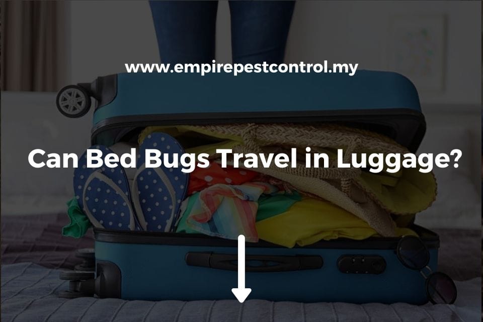 Can Bed Bugs Travel in Luggage? - What to Keep in Mind