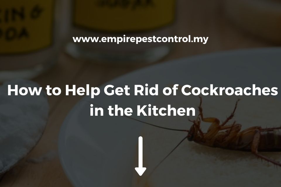 How To Help Get Rid Of Cockroaches In The Kitchen Featured Image 