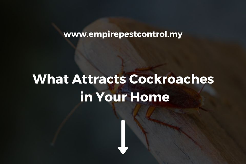 What Attracts Cockroaches In Your Home What To Know