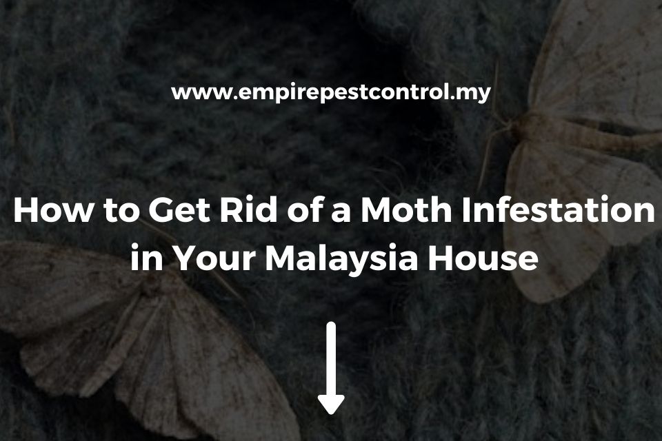 Moth Infestations